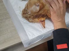 -北京观赏动物医院·24小时大型综合·猫专科·异宠专科