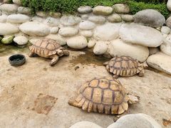 -南宫五洲植物乐园