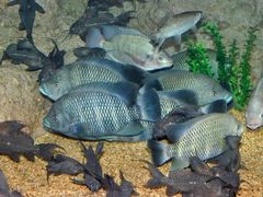 -上海海洋水族馆