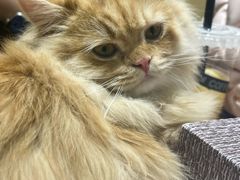 -藏猫猫咖啡主题馆(中央大道店)