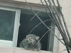 -青藏高原野生动物园