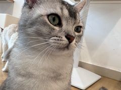 -有喵·猫咖·狗咖·30几只猫10只小狗(岗厦店)