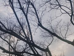 -桃花岛景观公园