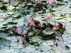 -池杉湖湿地公园