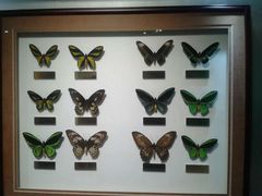 -上海昆虫博物馆