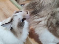 -白兔子密室(长寿路店)