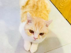 -Heymao猫咖.咖啡厅(东门店)