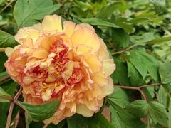 -陕西省西安植物园