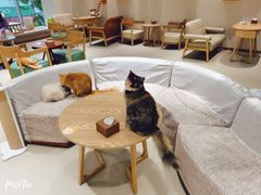 -藏猫猫咖啡主题馆(中央大道店)