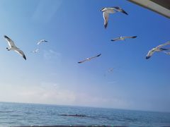 -海驴岛(荣成市)