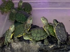 -三旗百汇商品城