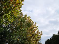 -吴淞炮台湾湿地森林公园烧烤区