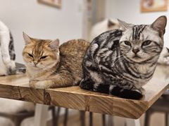 -有喵·猫咖·狗咖·30几只猫10只小狗(岗厦店)