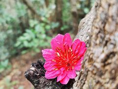 -银瓶山森林公园(谢岗镇)
