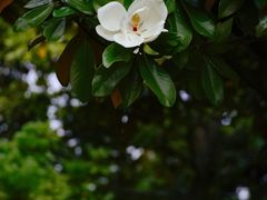 -上海植物园·停车场