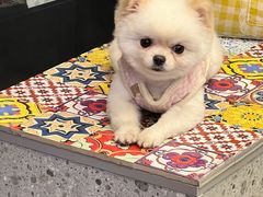 -LESCEDARS Brasserie Bistro香柏树