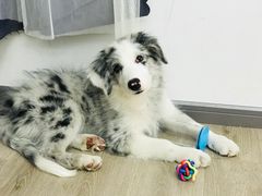 -浣熊柯尔鸭土拨鼠·电玩咖