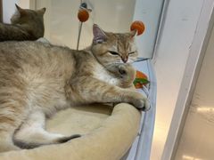 -COLOR PETS 撸猫馆·购猫·猫咖(长风大悦城店)