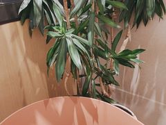 -奈雪的茶(中华广场店)