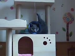 -中农大我爱我爱24h动物医院·中医针灸·猫专科·骨科医疗中心(双井店)