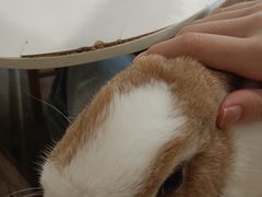-楼上猫咖(罗湖店)