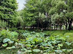 -陈家山荷花公园