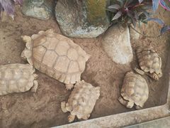 -海南热带野生动植物园