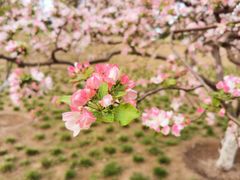 -海棠花溪(元大都城垣遗址公园)