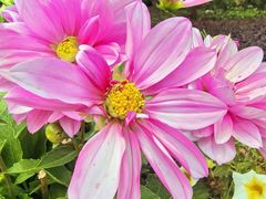 -崇圣寺三塔文化旅游区