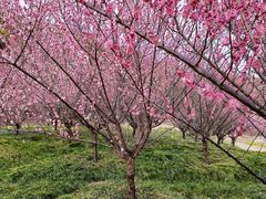 -同里国家湿地公园