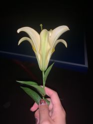 -babiline芭比莱恩半永久纹眉纹唇发际线