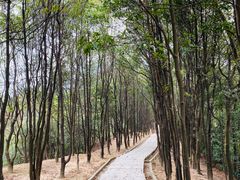 -火炉山森林公园