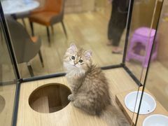 -袖虎猫馆(十亩地店)