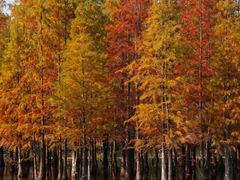 -白鹭湾湿地公园