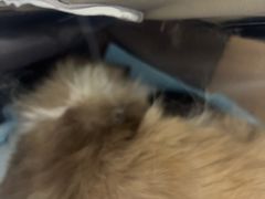 -达爱动物医院·犬猫分区·CT·复杂眼科(远洋山水分院)