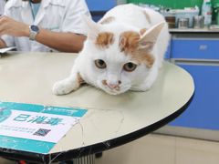 -瑞派动物医院·猫专科·至诚(江南中分院)