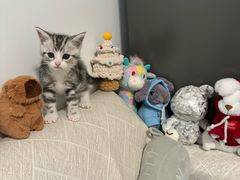 -唐小姐の猫狗洗护·购宠旗舰店(周浦万达店)