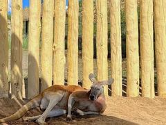 -鄂尔多斯野生动物园