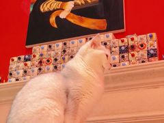 -猫色咖啡·猫咖