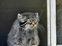 -青藏高原野生动物园