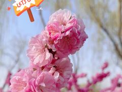 -朝阳公园