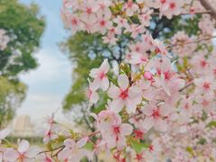 -顾村公园