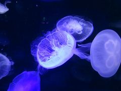 景点-泉城欧乐堡海洋极地世界