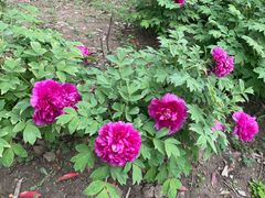 -昆山城市生态森林公园