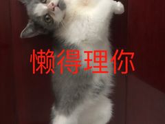 -艾贝尔宠物医院·狂犬免疫点(江山金象城店)