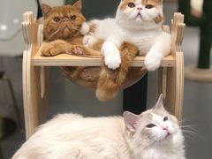 -飞行喵MR PILOT|猫舍·猫咖(静安大融城店)