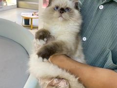 -lincat·猫舍(广州店)