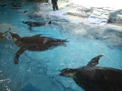 -帝企鹅自助餐厅•儿童岛•真企鹅(长隆企鹅酒店)