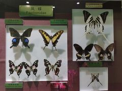 -上海昆虫博物馆