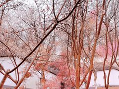 -桃花堤公园